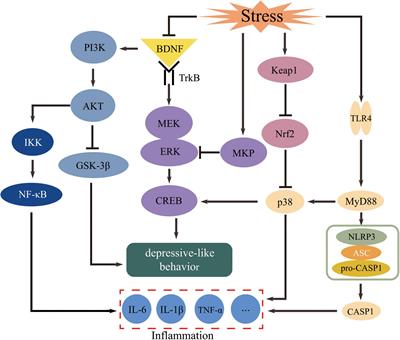 Prevention and treatment of natural products from Traditional Chinese Medicine in depression: Potential targets and mechanisms of action